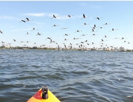 gallery/50053188_817244288617881_6104008040766242816_n